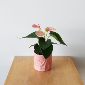 Indoor plants houseplant sale Interiorplants plant gifts Mississauga Toronto Etobicoke Brampton Burlington Hamilton Oakville Ontario Richmond Hill North York GTA Flower filled gifts Anthurium Red in Black Ceramic container Plant Gift air-purifying plants