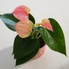 Indoor plants houseplant sale Interiorplants plant gifts Mississauga Toronto Etobicoke Brampton Burlington Hamilton Oakville Ontario Richmond Hill North York GTA Flower filled gifts Anthurium Red in Black Ceramic container Plant Gift air-purifying plants