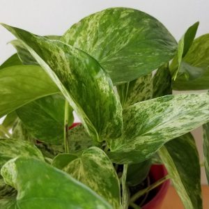 Pothos Marble Queen air-purifying indoor plants gifts Toronto Mississauga Oakville Brampton Etobicoke Woodbridge other GTA