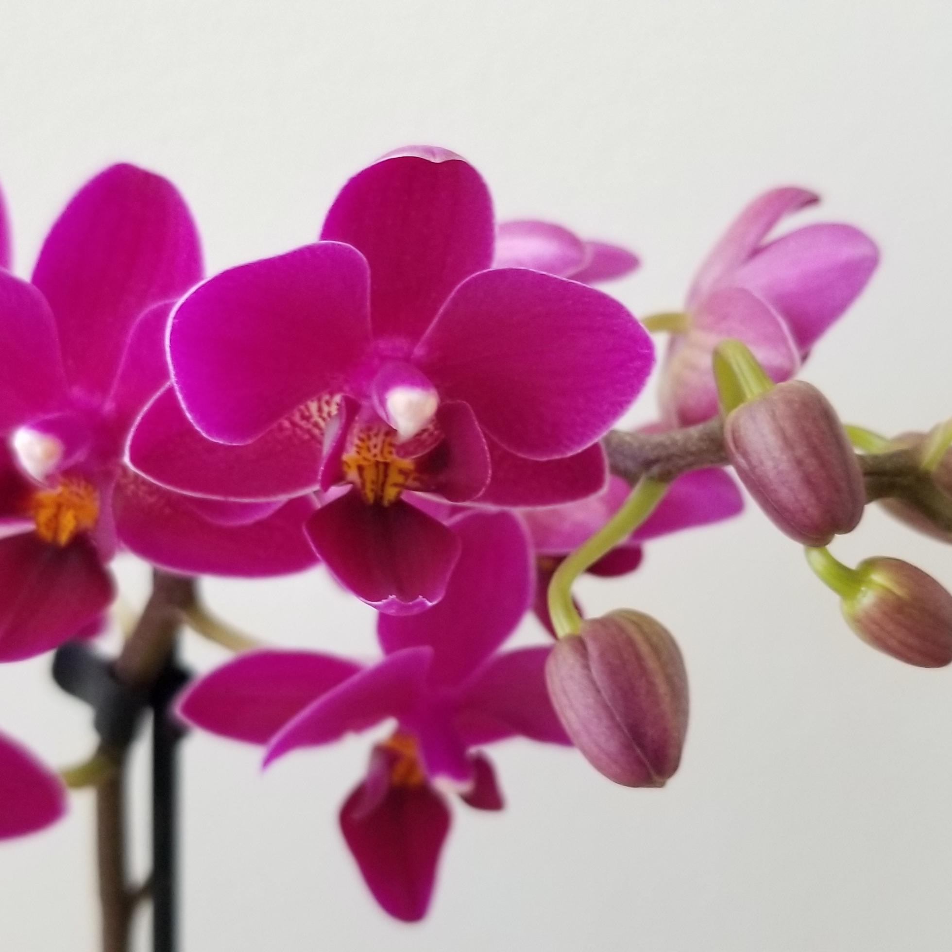 orchid phalaenopsis magenta blooms in decorative ceramic container flowering plants gifts GTA Toronto Mississauga Oakville Burlington Grimsby Etobicoke