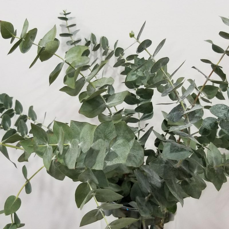 Eucalyptus Baby Blue InteriorPlants.ca