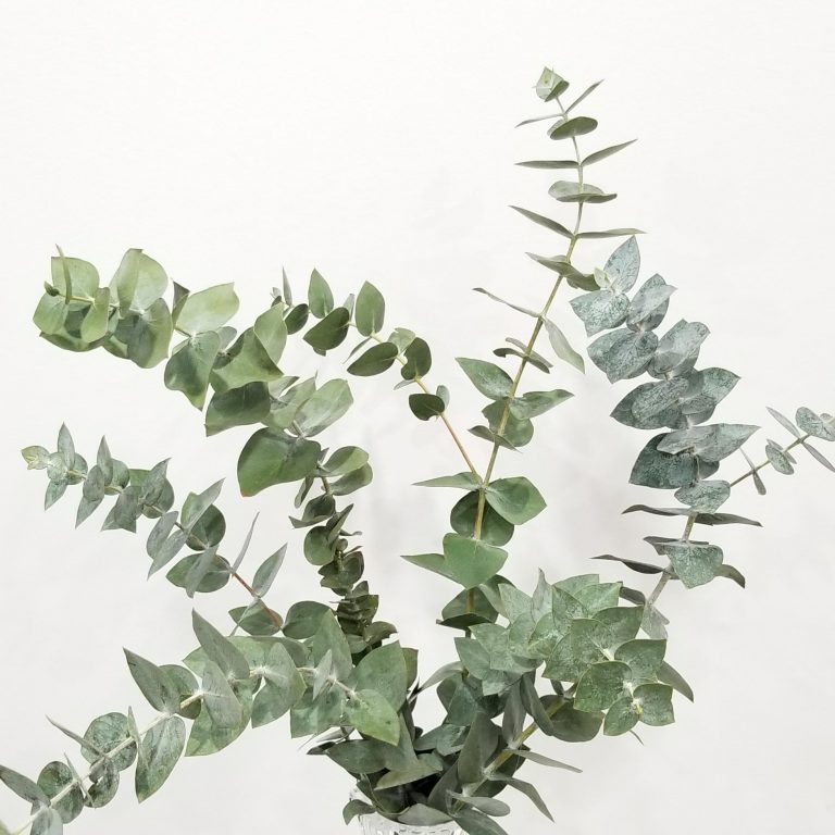 Eucalyptus Baby Blue InteriorPlants.ca