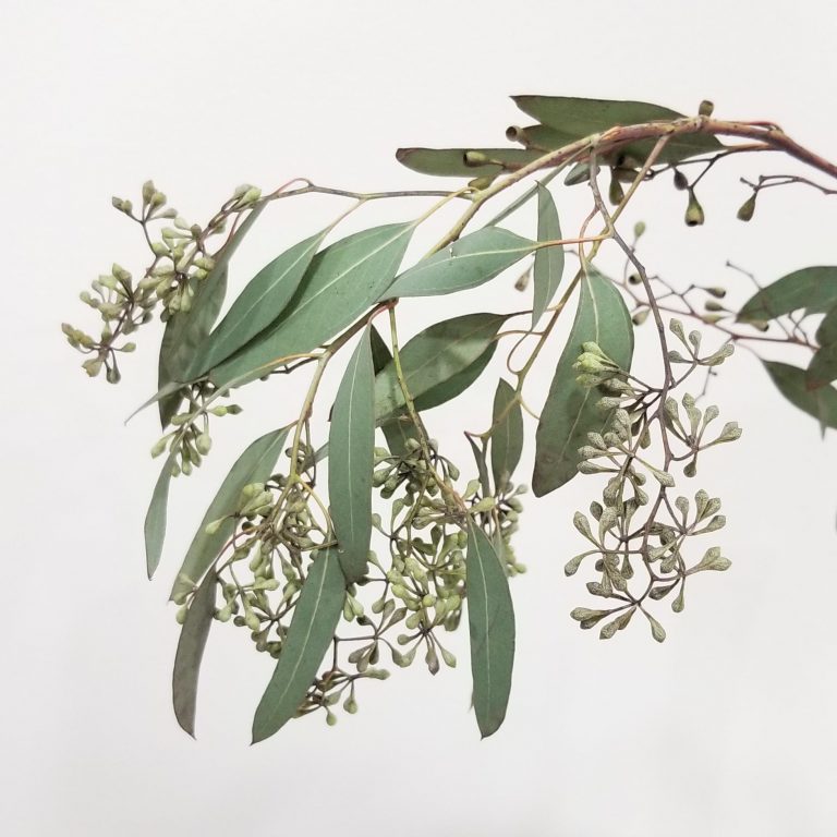 Eucalyptus Seeded InteriorPlants.ca
