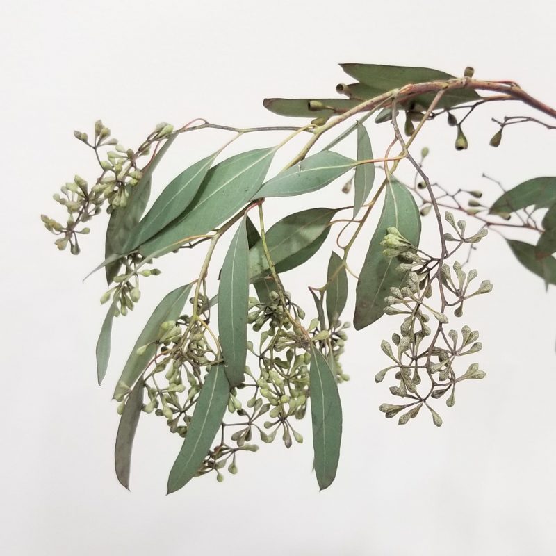 Eucalyptus Seeded InteriorPlants.ca