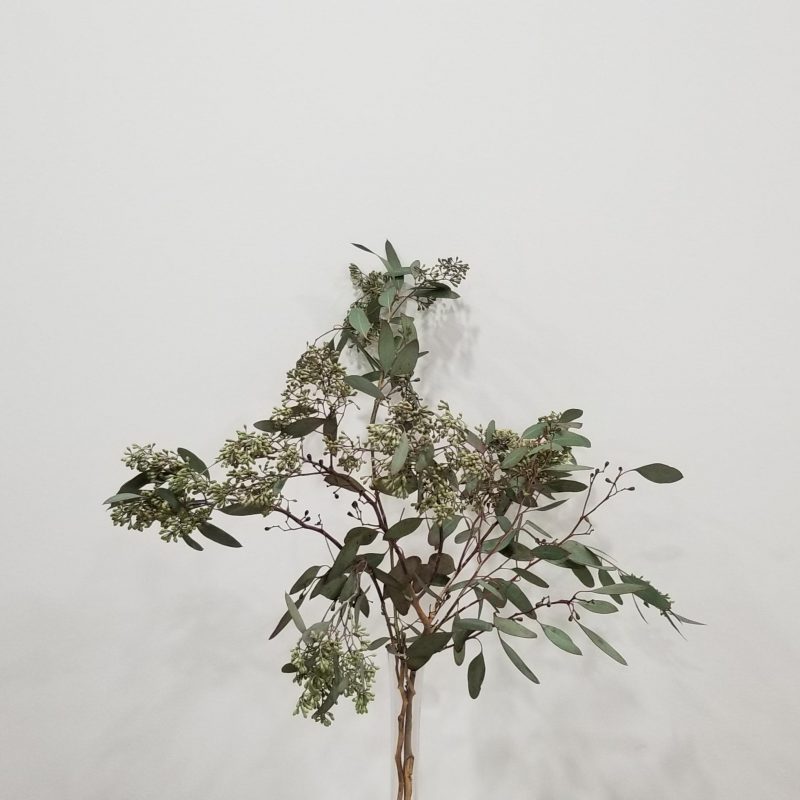 Eucalyptus Seeded InteriorPlants.ca