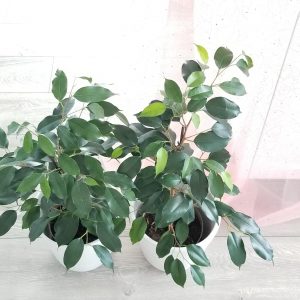 Ficus benjamina green Air-purifying indoor plants houseplants GTA delivery Toronto Mississauga Brampton Burlington Oakville Islington Etobicoke Kipling interiorplants