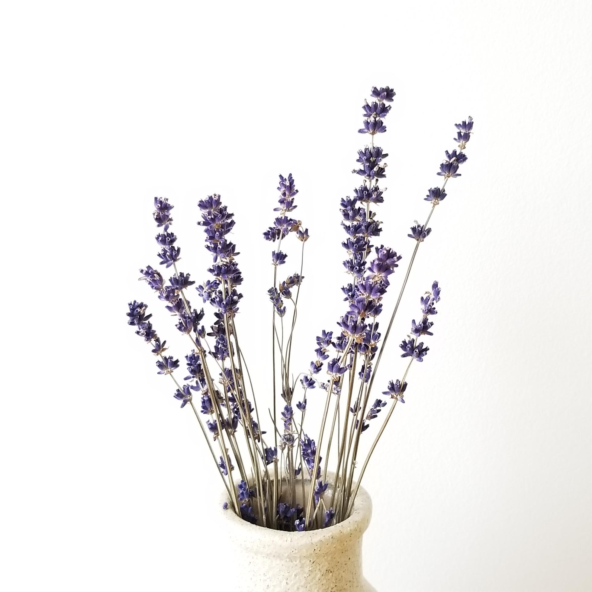Lavender Plant Profile: