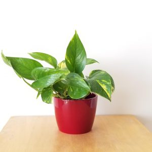Money plant Pothos golden in decorative ceramic container air-purifying indoor plants office houseplants Plant gifts Toronto Mississauga Brampton Etobicoke Oakville other GTA