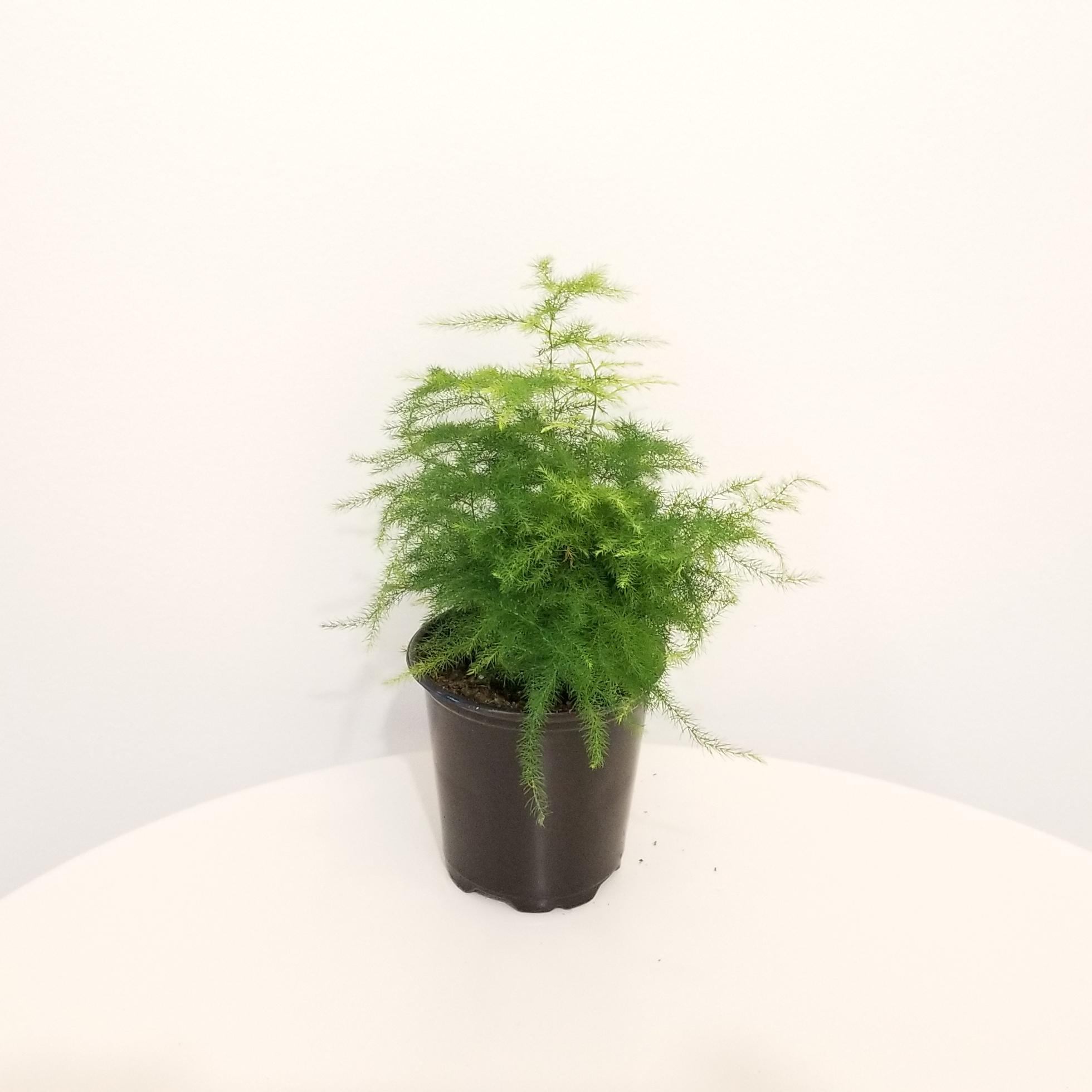 4 Pot Fern Leaf Plumosus Asparagus Fern Live Plant Easy to Grow Houseplant 