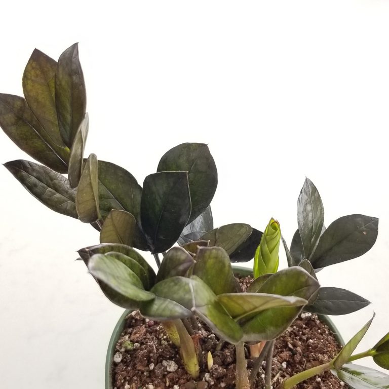 ZZ Black InteriorPlants.ca