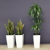 Interior plants office plants plant design consultation