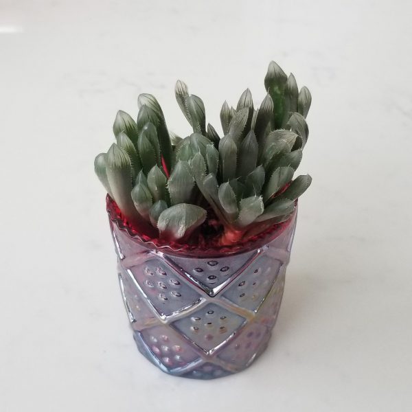 decorative glass containers for indoor plants houseplants office plants GTA delivery and in-store pickup Haworthia cooperi