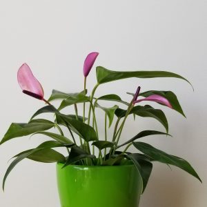 anthurium purple for Happy Valentine's Day indoor plants gifts Toronto Mississauga Oakville Brampton Kitchener Etobicoke Woodbridge other GTA
