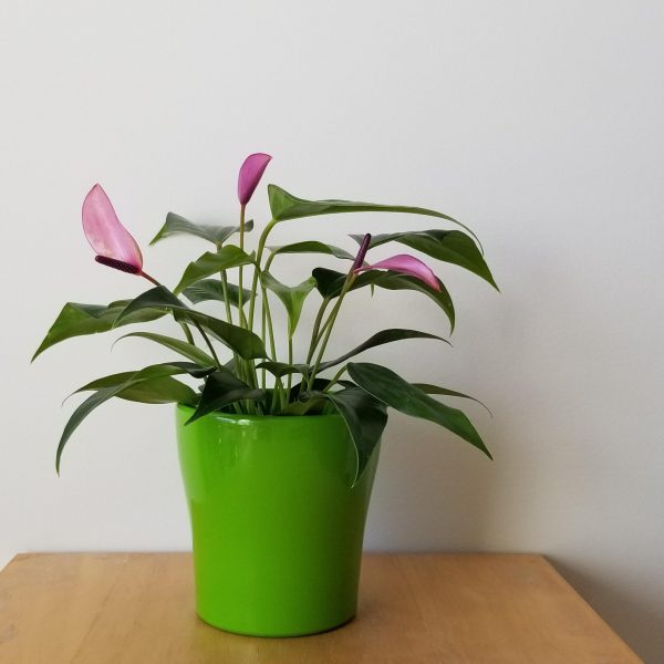 anthurium purple for Happy Valentine's Day indoor plants gifts Toronto Mississauga Oakville Brampton Kitchener Etobicoke Woodbridge other GTA