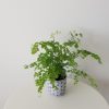fern maidenhair in deco ceramic interior plants houseplants gifts Oakville Mississauga Etobicoke Milton Brampton Toronto GTA Kitchener etc