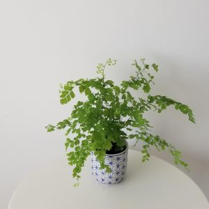 fern maidenhair in deco ceramic interior plants houseplants gifts Oakville Mississauga Etobicoke Milton Brampton Toronto GTA Kitchener etc