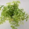 fern maidenhair in decorative ceramic pot plant gifts interiorplants houseplants Etobicoke Mississauga Brampton Vaughan Milton Markham Oakville GTA