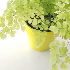 fern maidenhair in decorative ceramic pot plant gifts interiorplants houseplants Etobicoke Mississauga Brampton Vaughan Milton Markham Oakville GTA