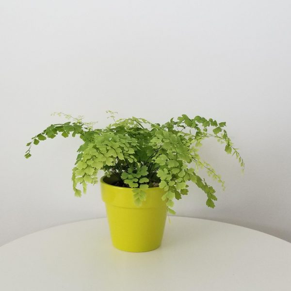 fern maidenhair in decorative ceramic pot plant gifts interiorplants houseplants Etobicoke Mississauga Brampton Vaughan Milton Markham Oakville GTA