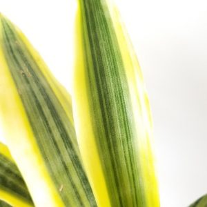 sansevieria Yellow Stone Snake plant 6inch