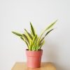 sansevieria Yellow Stone Snake plant 6inch