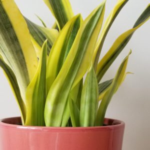 sansevieria Yellow Stone Snake plant 6inch