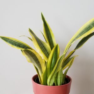 sansevieria Yellow Stone Snake plant 6inch