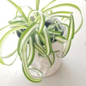 spider plant curly in deco ceramic pot air-purifying indoor office plants houseplants GTA delivery on in-store pickup Mississauga Etobicoke