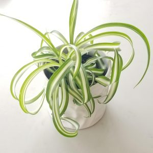spider plant curly in deco ceramic pot air-purifying indoor office plants houseplants GTA delivery on in-store pickup Mississauga Etobicoke