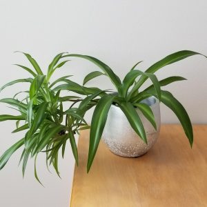 Spider Plant air-purifying indoor plants Mother's Day gifts in decorative ceramic container Indoor plants houseplants GTA Toronto Mississauga etc