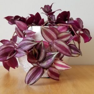 tradescantia purple in decorative ceramic container silver Plant-filled gifts Houseplants Indoor plants Office Plants GTA Toronto Mississauga Etobicoke Islington Kipling area Brampton Burlington Oakville Hamilton Grimsby