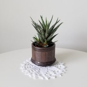 Succulent plant Haworthia in decorative ceramic container Crochet coaster gifts Toronto Mississauga Etobicoke Brampton Oakville Burlington Hamilton Ajax Kipling Islington