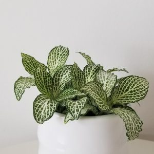 Fittonia 'White Anne' in decorative ceramic pot gifts air-purifying indoor office plants houseplants Toronto Mississauga Oakville Etobicoke Brampton Burlington other GTA