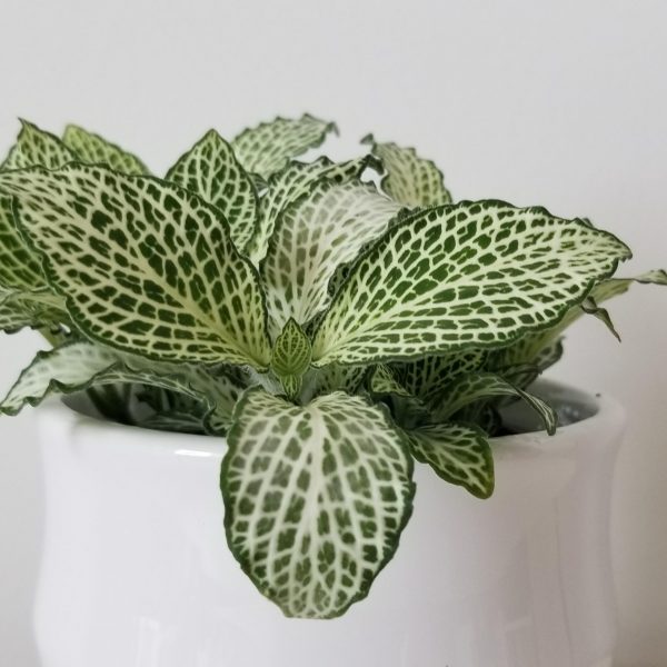 Fittonia 'White Anne' in decorative ceramic pot gifts air-purifying indoor office plants houseplants Toronto Mississauga Oakville Etobicoke Brampton Burlington other GTA