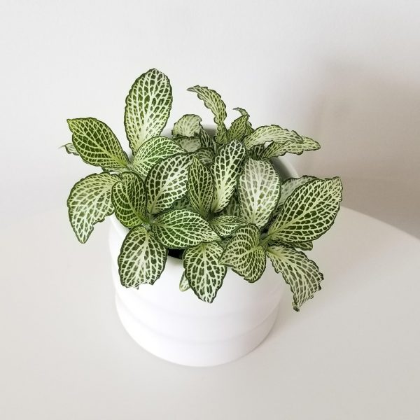 Fittonia 'White Anne' in decorative ceramic pot gifts air-purifying indoor office plants houseplants Toronto Mississauga Oakville Etobicoke Brampton Burlington other GTA