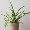 Spider Plant air-purifying indoor plants Mother's Day gifts in decorative ceramic container Indoor plants houseplants GTA Toronto Mississauga etc