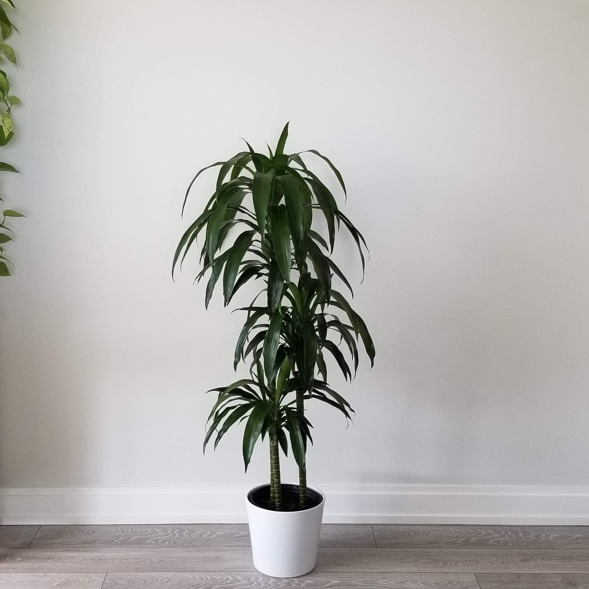 Dracaena Lisa Elegance Tree green air-purifying Indoor plants houseplants sale GTA Mississauga Toronto Etobicoke Brampton Oakville Burlington Grimsby Hamilton