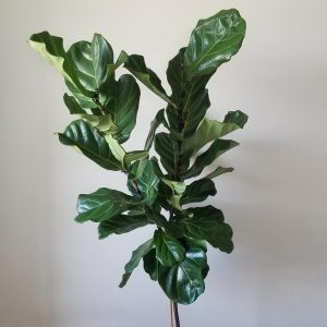 Ficus lyrata Fiddle-Leaf-Fig GTA indoor plants houseplants officeplants Delivery Toronto Mississauga Etobicoke Brampton Burlington Oakville