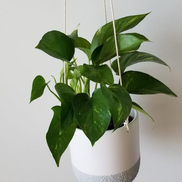 Firenza 5 inch hanging decorative ceramic container for indoor plants houseplants office plants gifts GTA delivery Toronto Mississauga Brampton Etobicoke Burlington Hamilton Oakville other delivery areas