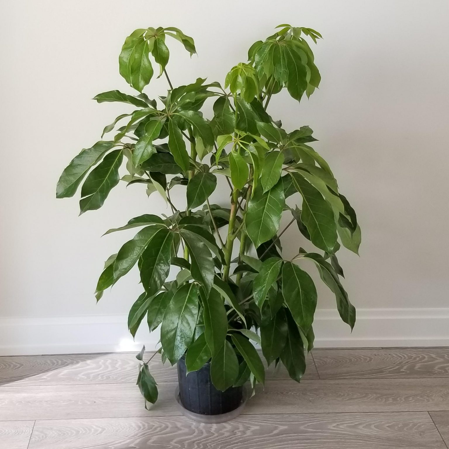 Schefflera Amate Umbrella Tree InteriorPlants.ca
