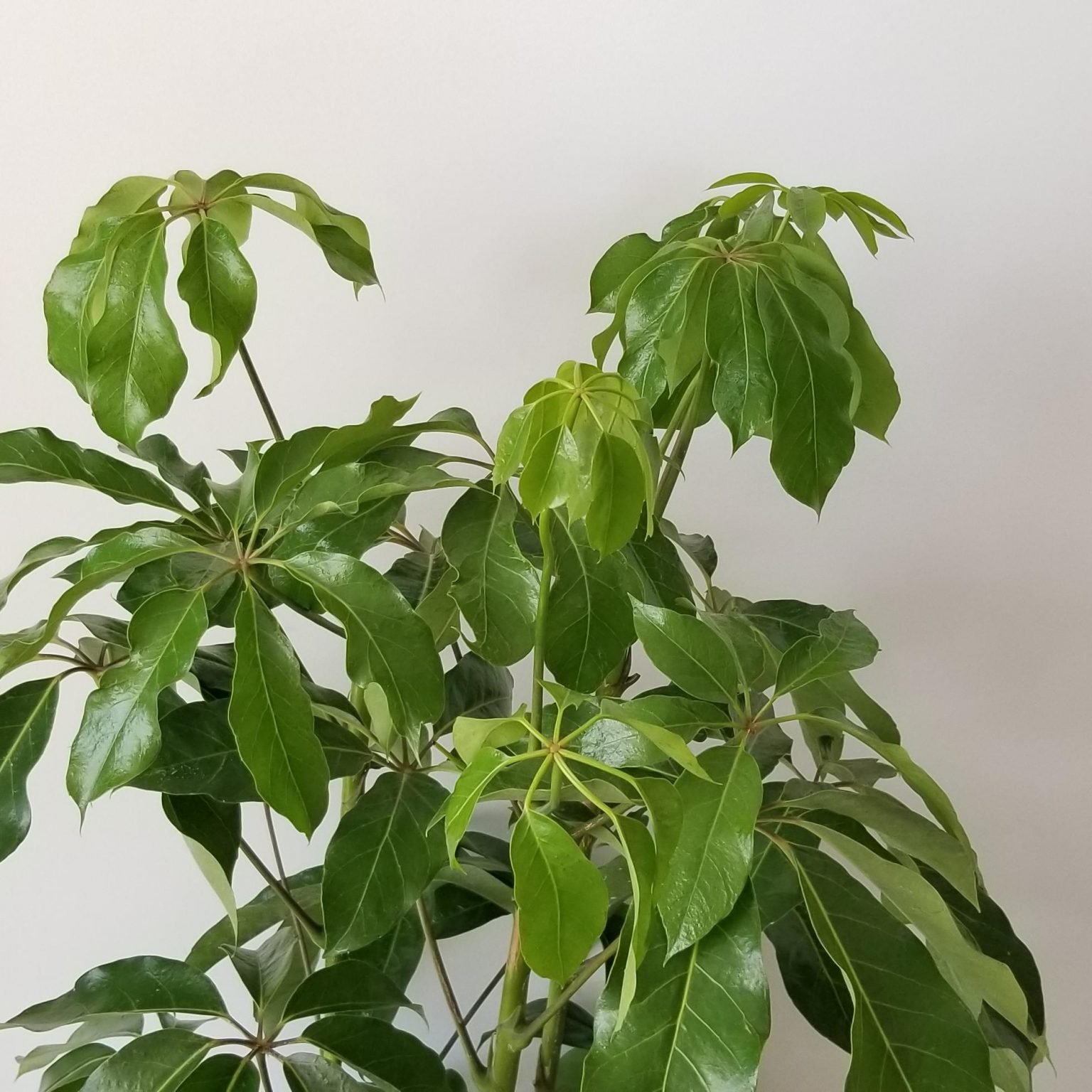 Schefflera Amate Umbrella Tree InteriorPlants.ca