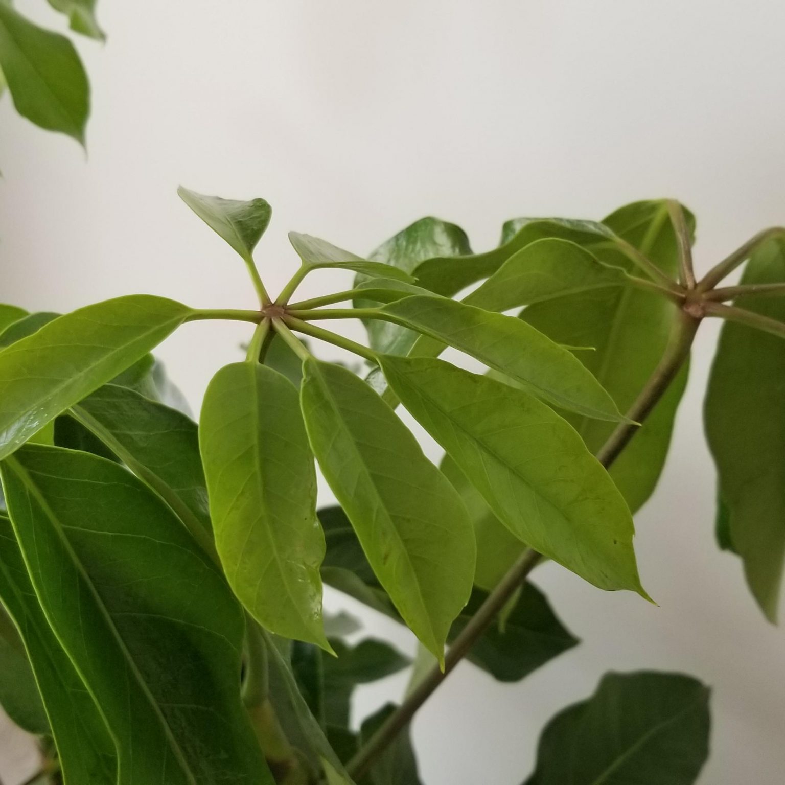 Schefflera Amate Umbrella Tree InteriorPlants.ca