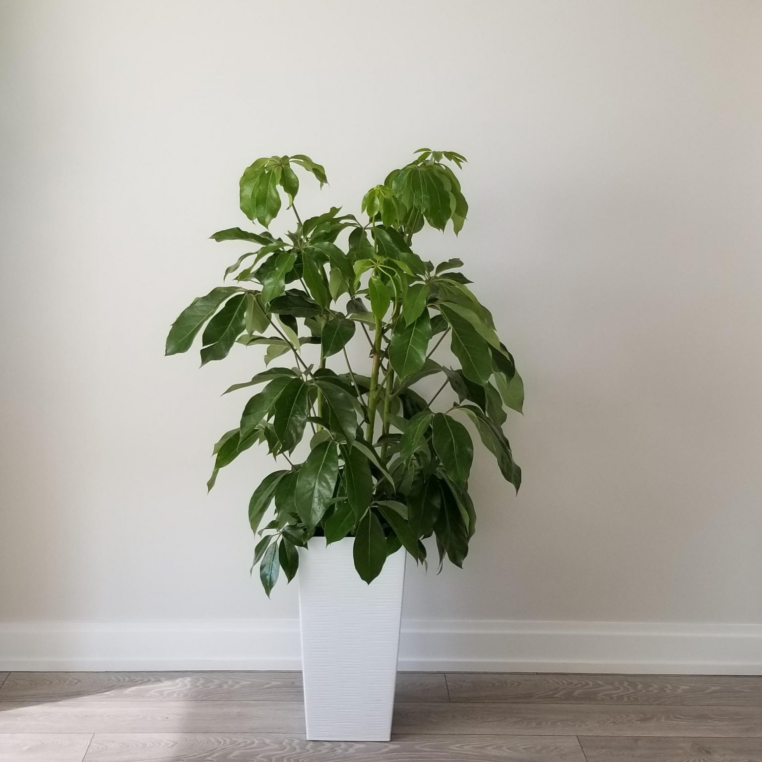 Schefflera Amate Umbrella Tree InteriorPlants.ca