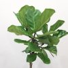 Ficus lyrata Fiddle-leaf-fig indoor plants tree form Officeplants houseplants Toronto Mississauga Brampton Burlington Oakville GTA