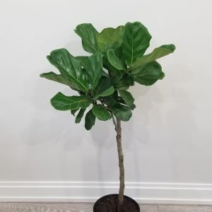 Ficus lyrata Fiddle-leaf-fig indoor plants tree form Officeplants houseplants Toronto Mississauga Brampton Burlington Oakville GTA