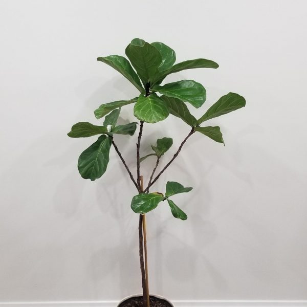Ficus lyrata Fiddle-leaf-fig indoor plants tree form Officeplants houseplants Toronto Mississauga Brampton Burlington Oakville GTA