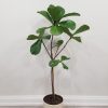 Ficus lyrata Fiddle-leaf-fig indoor plants tree form Officeplants houseplants Toronto Mississauga Brampton Burlington Oakville GTA