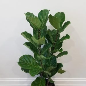 Ficus lyrata Fiddle-leaf-fig indoor plants tree form Officeplants houseplants Toronto Mississauga Brampton Burlington Oakville GTA