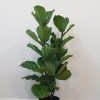 Ficus lyrata Fiddle-leaf-fig indoor plants tree form Officeplants houseplants Toronto Mississauga Brampton Burlington Oakville GTA