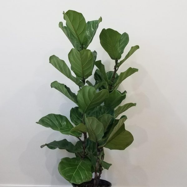 Ficus lyrata Fiddle-leaf-fig indoor plants tree form Officeplants houseplants Toronto Mississauga Brampton Burlington Oakville GTA